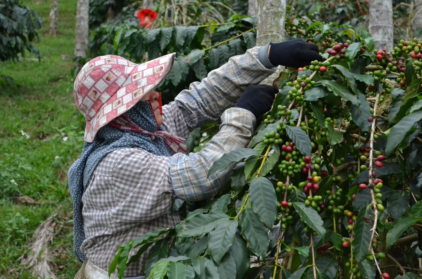 A Journey Through Indonesia’s Coffee Regions
