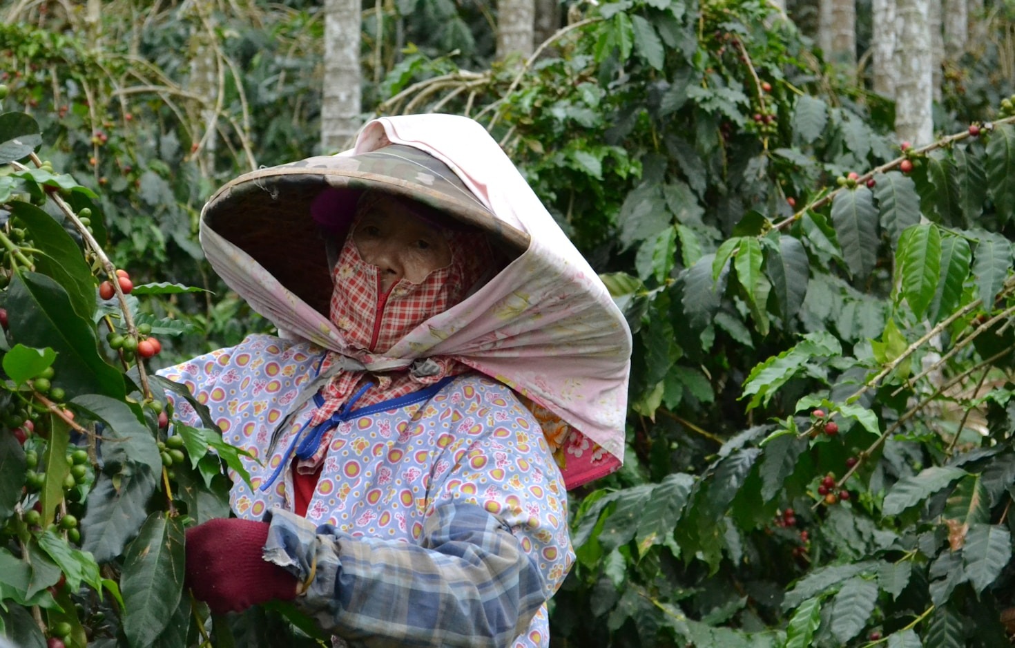 The Unique Characteristics of Indonesian Coffee Beans